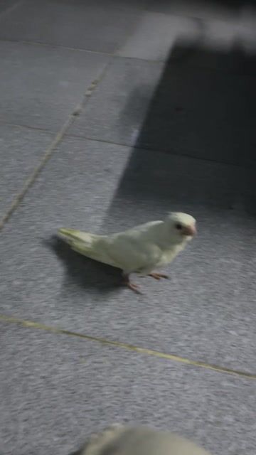 Chim Vẹt Cockatiel Trắng. Mua bán Chim tại Thành phố Thủ Đức Tp Hồ Chí Minh được đăng bởi siêu nhân gao hình 1