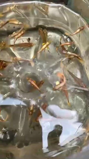 cá 7 ( bảy ) màu full gold, Cá to, Sống khỏe. Mua bán Thú cưng khác tại Quận 8 Tp Hồ Chí Minh được đăng bởi VÕ ANH TUẤN hình 1