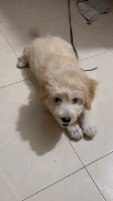 Chó Poodle đực vàng kem gần 3 tháng. Mua bán Chó tại Huyện Ứng Hòa Hà Nội được đăng bởi Phạm Huy Hoàng hình 1