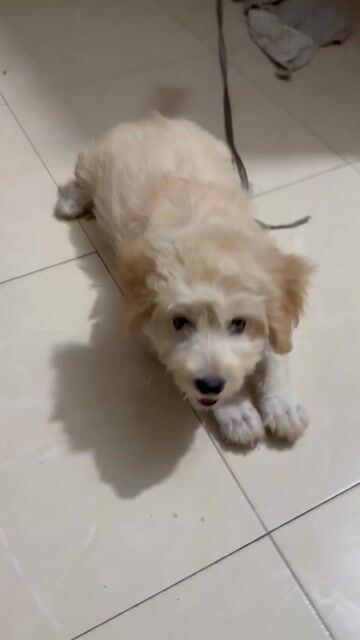 Chó Poodle đực vàng kem gần 3 tháng. Mua bán Chó tại Huyện Ứng Hòa Hà Nội được đăng bởi Phạm Huy Hoàng hình 1