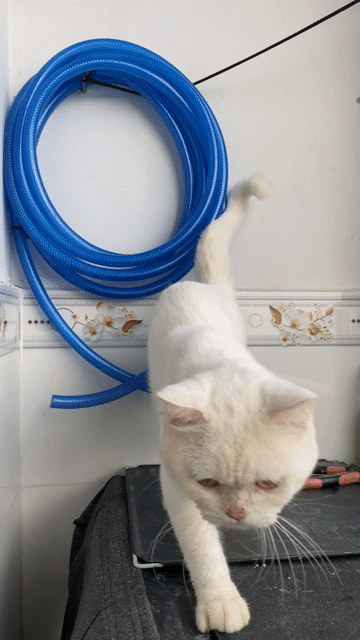 Mèo ALN Đực Trắng 1 tuổi. Mua bán Mèo tại Huyện Bình Chánh Tp Hồ Chí Minh được đăng bởi Cat eye hình 1