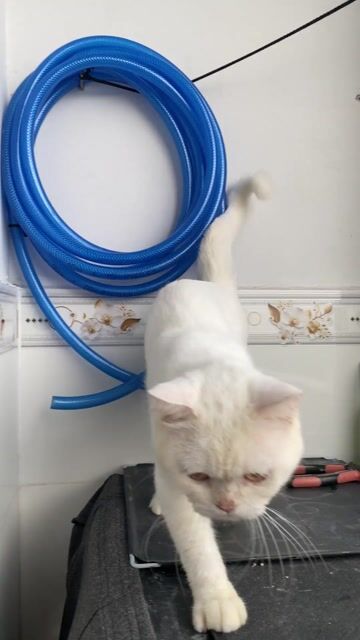 Mèo ALN Đực Trắng 1 tuổi. Mua bán Mèo tại Huyện Bình Chánh Tp Hồ Chí Minh được đăng bởi Cat eye hình 1