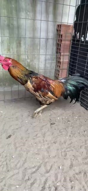Gà chọi Peru Việt 6 tháng. Mua bán Gà tại Huyện Đức Hòa Long An được đăng bởi Anhkhoa hình 1