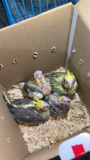 Vẹt Cockatiel non Vàng, xám, trắng khỏe mạnh. Mua bán Chim tại Quận Gò Vấp Tp Hồ Chí Minh được đăng bởi Lâm Phạm hình 1