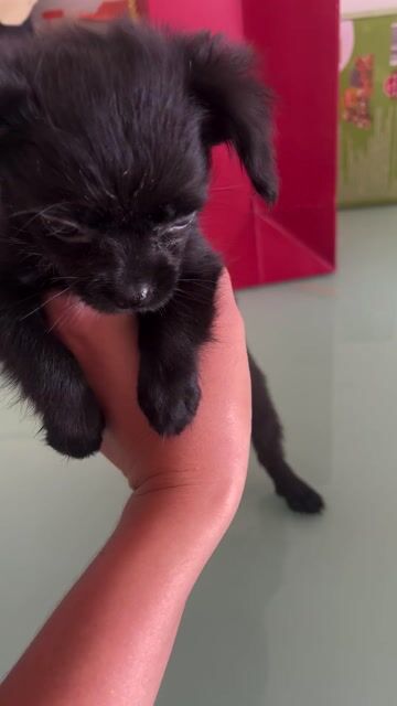 Chó Chihuahua cái gần 3 tháng. Mua bán Chó tại Quận Bình Thạnh Tp Hồ Chí Minh được đăng bởi Dư Nguyễn Phương Thảo hình 1