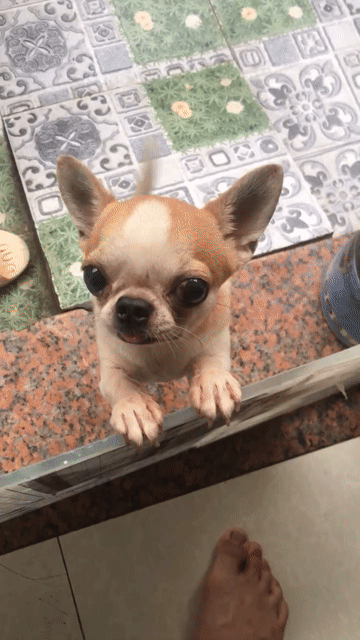 Chó Chihuahua đực nhỏ. Mua bán Chó tại Quận 7 Tp Hồ Chí Minh được đăng bởi Hoang hình 1