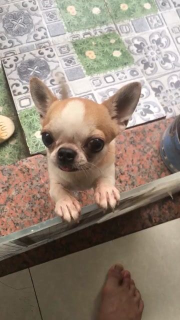 Chó Chihuahua đực nhỏ. Mua bán Chó tại Quận 7 Tp Hồ Chí Minh được đăng bởi Hoang hình 1