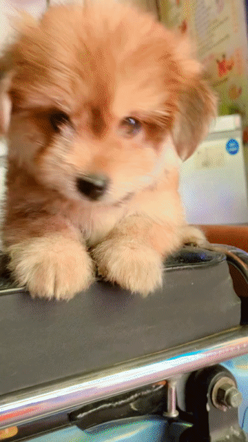 BÉ POODLE LAI PHỐC SÓC 2 THÁNG. Mua bán Chó tại Quận Hoàng Mai Hà Nội được đăng bởi HÀ UYỂN NHI  hình 1