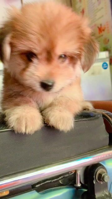 BÉ POODLE LAI PHỐC SÓC 2 THÁNG. Mua bán Chó tại Quận Hoàng Mai Hà Nội được đăng bởi HÀ UYỂN NHI  hình 1