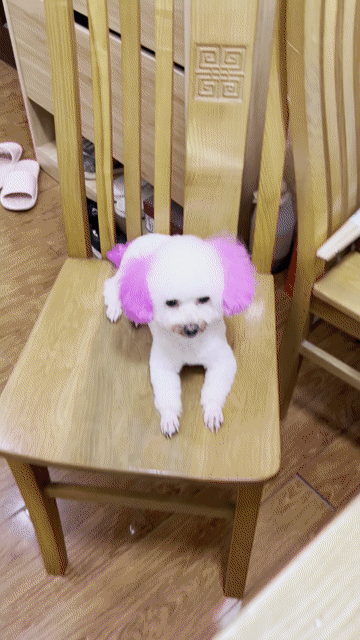 chó poodle. Mua bán Chó tại Quận Hà Đông Hà Nội được đăng bởi Hùng hình 1