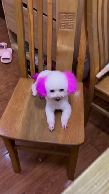 chó poodle. Mua bán Chó tại Quận Hà Đông Hà Nội được đăng bởi Hùng hình 1