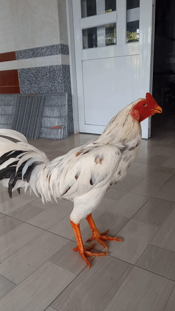 asil mỹ f1 khong máu Việt 3k5 tay 1cụt . Mua bán Gà tại Quận Ô Môn Cần Thơ được đăng bởi Trại gà đá sai phan hình 1