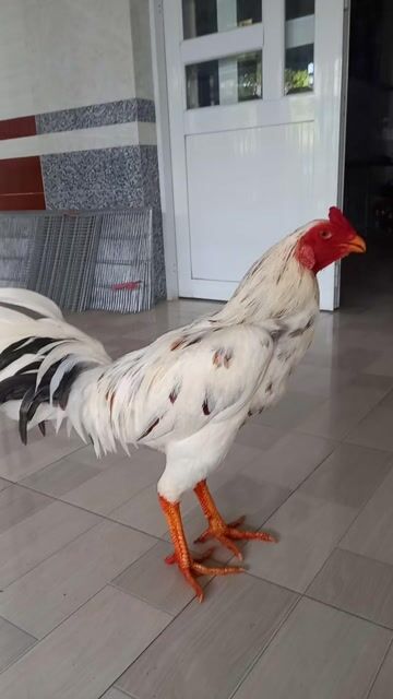asil mỹ f1 khong máu Việt 3k5 tay 1cụt . Mua bán Gà tại Quận Ô Môn Cần Thơ được đăng bởi Trại gà đá sai phan hình 1