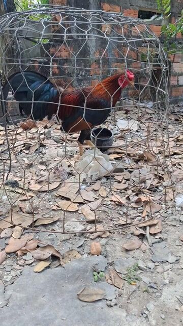 Gà chọi 1.5kg Đực. Mua bán Gà tại Huyện Long Hồ Vĩnh Long được đăng bởi gà zin hình 1