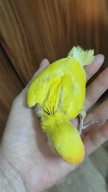 Vẹt non Vàng dễ huấn luyện. Mua bán Chim tại Quận Hai Bà Trưng Hà Nội được đăng bởi Shop chim cảnh hình 1