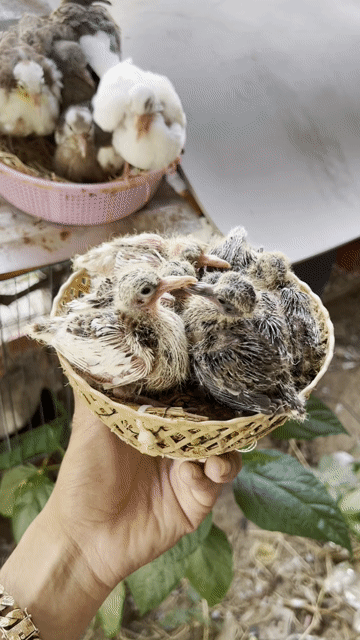 Chim non nhiều màu khỏe mạnh. Mua bán Chim tại Huyện Lai Vung Đồng Tháp được đăng bởi Nguyễn Văn Vàng hình 1