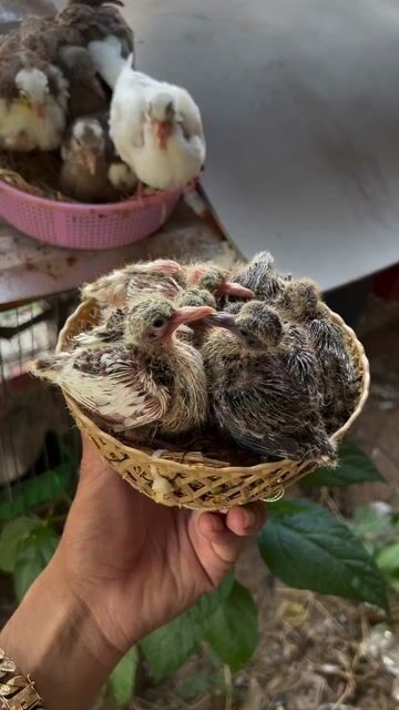 Chim non nhiều màu khỏe mạnh. Mua bán Chim tại Huyện Lai Vung Đồng Tháp được đăng bởi Nguyễn Văn Vàng hình 1