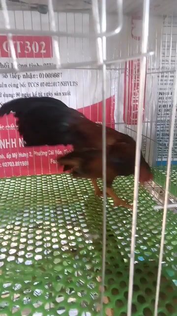Gà Mái Thái Chuối Tuyết. Mua bán Gà tại Huyện Trần Đề Sóc Trăng được đăng bởi đạt gà kiểng  hình 1