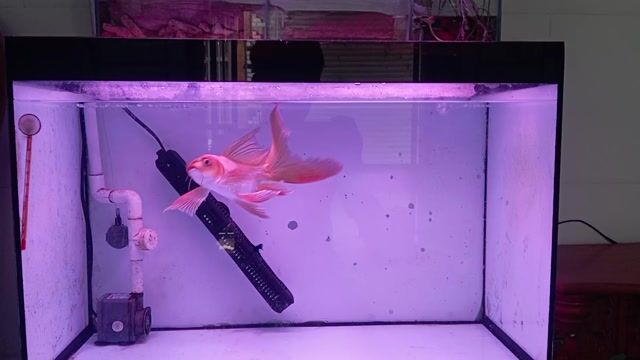 Phi tầng vàng đồng. Mua bán Thú cưng khác tại Thành phố Thủ Đức Tp Hồ Chí Minh được đăng bởi Nguyễn Trọng Tấn hình 1