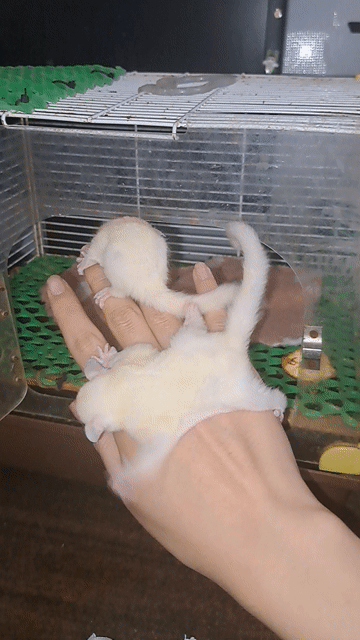 Sóc bay Lucy Úc Trắng kem. Mua bán Thú cưng khác tại Quận 12 Tp Hồ Chí Minh được đăng bởi Bảo Quỳnh hình 1
