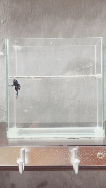 Cá Betta Xanh Đỏ Trắng. Mua bán Thú cưng khác tại Quận Tân Phú Tp Hồ Chí Minh được đăng bởi Khoa Nguyen hình 1