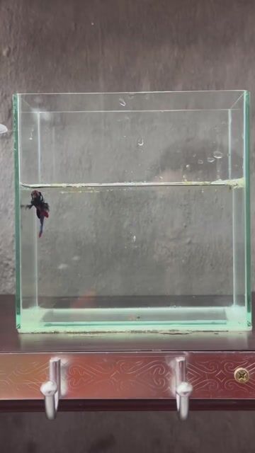 Cá Betta Xanh Đỏ Trắng. Mua bán Thú cưng khác tại Quận Tân Phú Tp Hồ Chí Minh được đăng bởi Khoa Nguyen hình 1