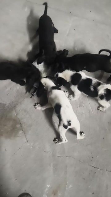 Chó lai nhỏ xinh. Mua bán Chó tại Huyện Đông Hưng Thái Bình được đăng bởi HÀ NỘI BẤT ĐỘNG SẢN hình 1