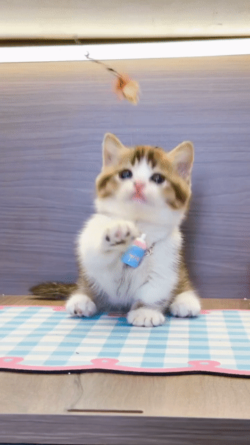 Mèo Munchkin Tabby Đực Nâu Trắng. Mua bán Mèo tại Thành phố Thủ Đức Tp Hồ Chí Minh được đăng bởi DƯƠNG MINH TRÍ VĨNH hình 1