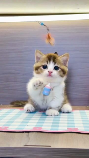 Mèo Munchkin Tabby Đực Nâu Trắng. Mua bán Mèo tại Thành phố Thủ Đức Tp Hồ Chí Minh được đăng bởi DƯƠNG MINH TRÍ VĨNH hình 1