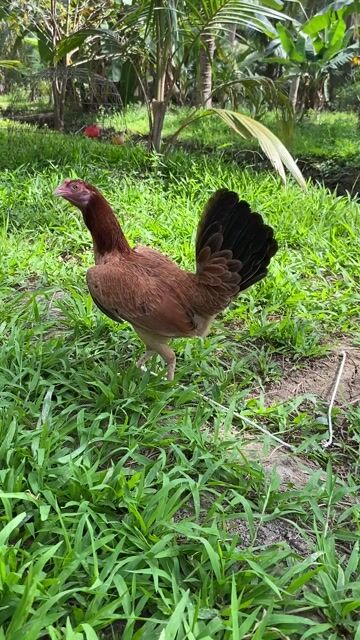 Gà Tre luân kelso mái. Mua bán Gà tại Huyện Mỏ Cày Nam Bến Tre được đăng bởi Ann hình 1