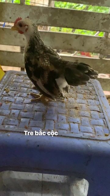 Gà Bắc Cộc mới biết gáy đã vaccin. Mua bán Gà tại Huyện Long Thành Đồng Nai được đăng bởi Ho Hanh hình 1