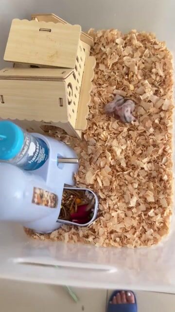 Chuột Hamster Winter White khỏe mạnh. Mua bán Thú cưng khác tại Quận Hà Đông Hà Nội được đăng bởi Phương Anh Phạm Thị hình 1