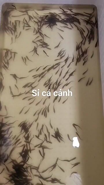 Cá hải tượng long 2-3-5-7cm. Mua bán Thú cưng khác tại Quận 12 Tp Hồ Chí Minh được đăng bởi hải tượng long giá rẻ hình 1