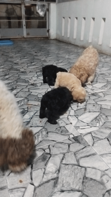 Chó Poodle Teacup Đen, Nâu vàng đã tiêm phòng 1. Mua bán Chó tại Thành phố Nha Trang Khánh Hòa được đăng bởi Nguyen Xuan Thao hình 1