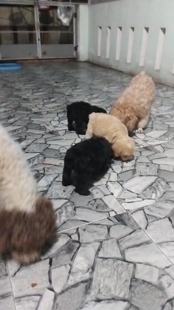 Chó Poodle Teacup Đen, Nâu vàng đã tiêm phòng 1. Mua bán Chó tại Thành phố Nha Trang Khánh Hòa được đăng bởi Nguyen Xuan Thao hình 1