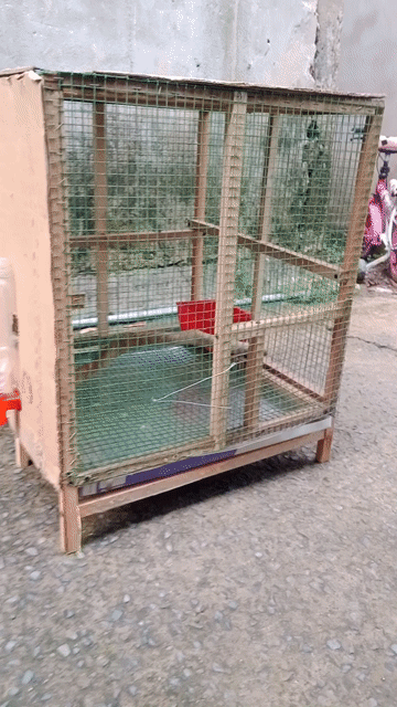 Lồng chim gỗ lưới thép 50x50x50x50 nuôi sinh sản. Mua bán Chim tại Quận 12 Tp Hồ Chí Minh được đăng bởi thanh thanh  hình 1