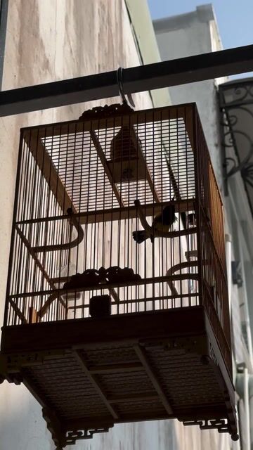 Chim cảnh không xác định. Mua bán Chim tại Thành phố Long Xuyên An Giang được đăng bởi Hoàng Nhã hình 1