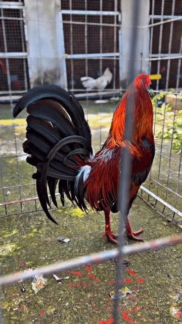 Gà tre Mỹ Hatch, Cuban Mỹ trống. Mua bán Gà tại Thành phố Biên Hòa Đồng Nai được đăng bởi HIẾU PHẠM hình 1