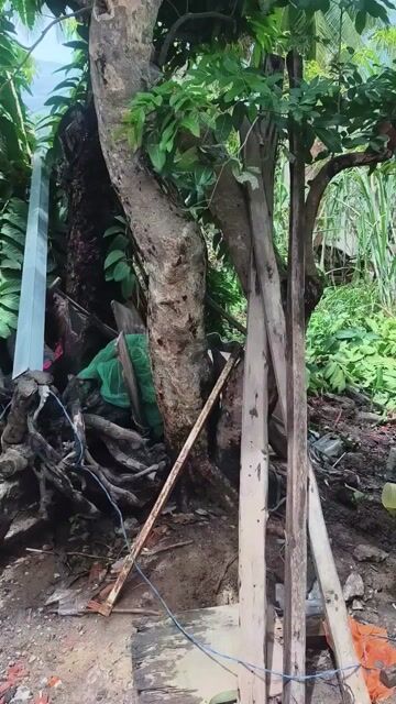  Nhãn Long Trên 20 năm. Mua bán Cây cảnh, đồ trang trí tại Quận Ninh Kiều Cần Thơ được đăng bởi Duy Gà Nòi hình 1