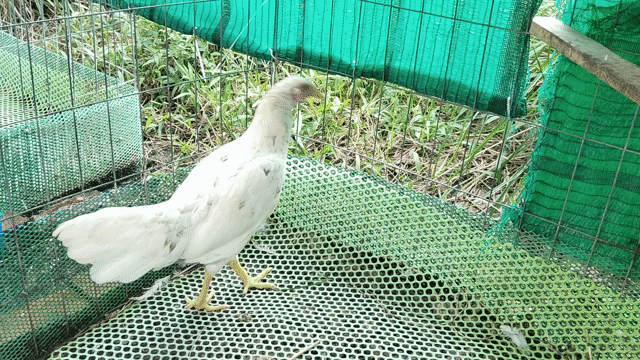 Gà mái tơ 1.6kg Trắng 5 tháng. Mua bán Gà tại Huyện Mỹ Xuyên Sóc Trăng được đăng bởi Trần Hùng hình 1
