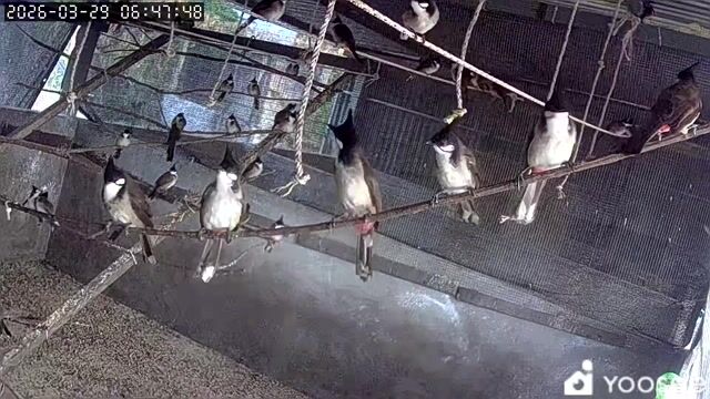 Chim chào mào đã thuần hót hay. Mua bán Chim tại Huyện Dương Minh Châu Tây Ninh được đăng bởi Danh  hình 1