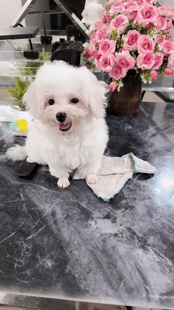 Chó Bichon Frise Cái Trắng 3 tháng. Mua bán Chó tại Quận Hà Đông Hà Nội được đăng bởi Lan Tran hình 1