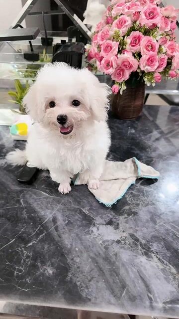 Chó Bichon Frise Cái Trắng 3 tháng. Mua bán Chó tại Quận Hà Đông Hà Nội được đăng bởi Lan Tran hình 1