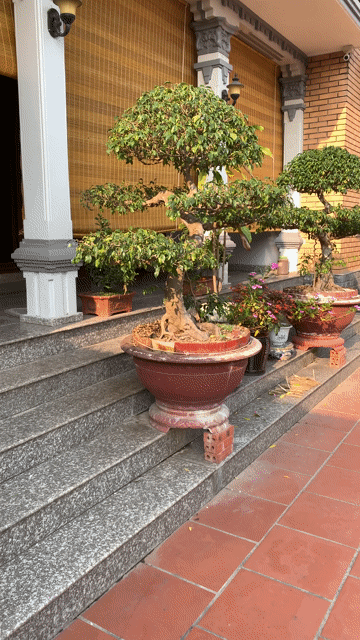 Cây cảnh Bonsai Long thân. Mua bán Cây cảnh, đồ trang trí tại Huyện Tiên Lãng Hải Phòng được đăng bởi Lê Đức toản  hình 1