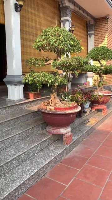 Cây cảnh Bonsai Long thân. Mua bán Cây cảnh, đồ trang trí tại Huyện Tiên Lãng Hải Phòng được đăng bởi Lê Đức toản  hình 1