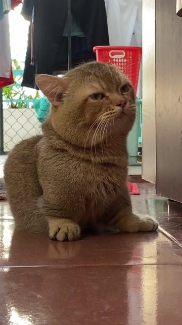 Nhận phối Munchkin Golden. Mua bán Mèo tại Quận 10 Tp Hồ Chí Minh được đăng bởi Tấn Tài hình 1