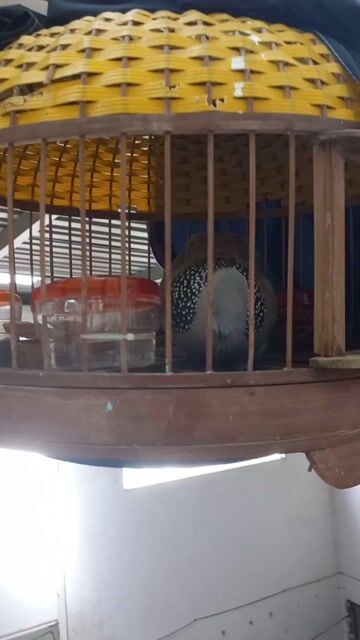Chim cu gáy Việt Nam 2 năm khỏe mạnh. Mua bán Chim tại Quận 8 Tp Hồ Chí Minh được đăng bởi LH .A TAI hình 1