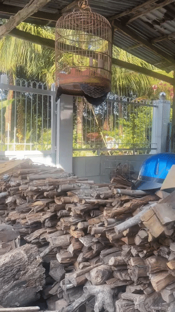 chào mào sảy. Mua bán Chim tại Huyện Vị Thuỷ Hậu Giang được đăng bởi Hạo Trịnh hình 1