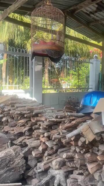 chào mào sảy. Mua bán Chim tại Huyện Vị Thuỷ Hậu Giang được đăng bởi Hạo Trịnh hình 1