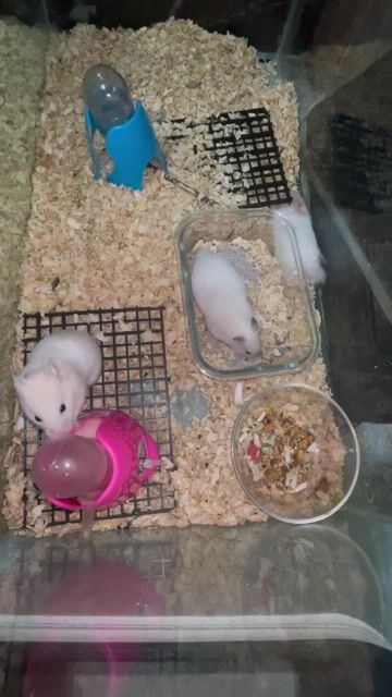 Chuột Hamster Vàng kem Khỏe mạnh. Mua bán Thú cưng khác tại Quận Gò Vấp Tp Hồ Chí Minh được đăng bởi Trần Vy hình 1